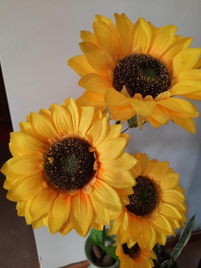 Sunflower Sea View With Magnificent Terrace In Serra Da Pescaria, Nazare - Portugal Exterior foto